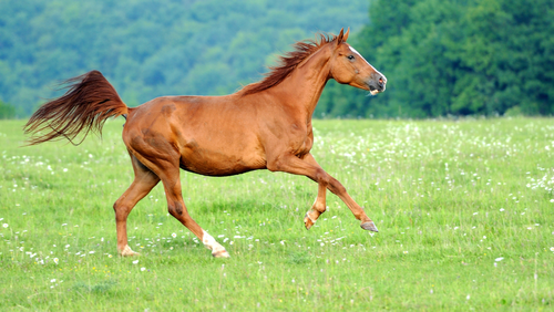 Funny Horse Names